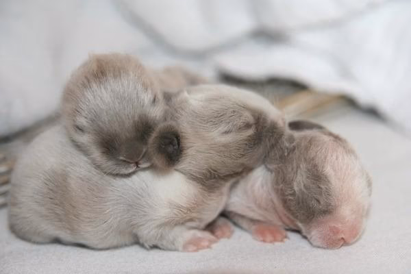 ¿Cómo es la placenta de una coneja?