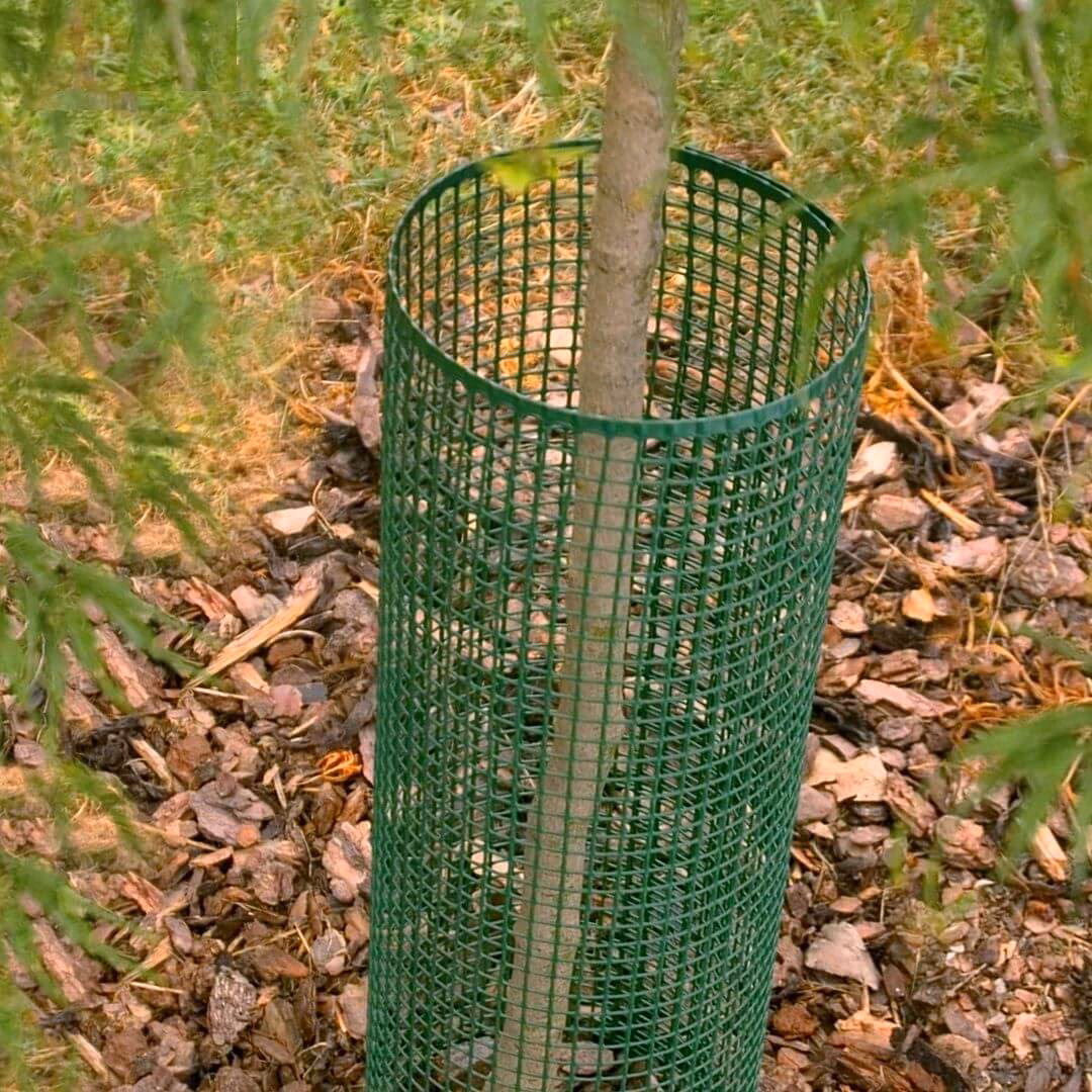 ¿Cómo puedo evitar que los conejos se coman mis árboles?