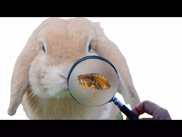 ¿Cómo eliminar garrapata con remedio casero?