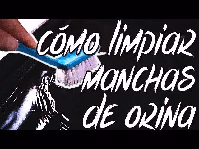 ¿Cómo quitar manchas de orina seca en el suelo?