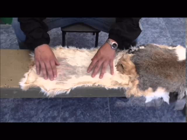 ¿Cuánto tiempo tarda en sanar la piel del conejo?