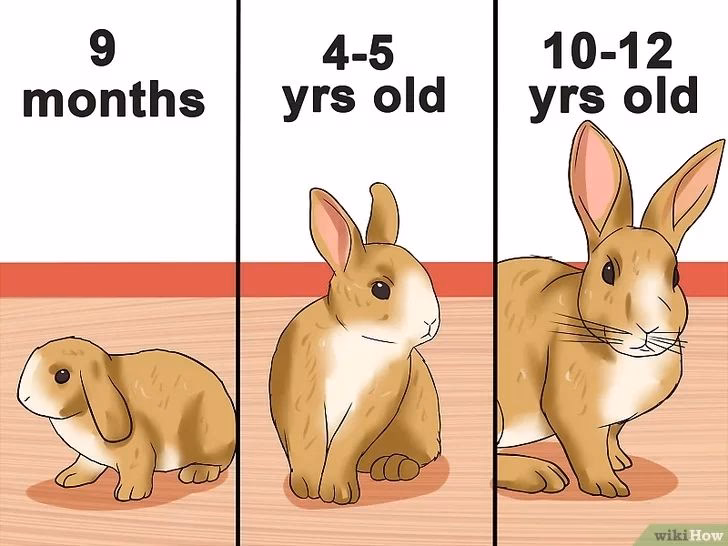 ¿Cómo calcular los años del conejo?