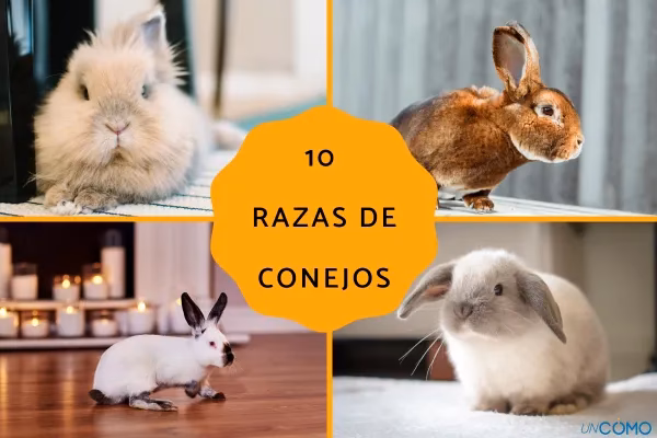 ¿Cómo sabes qué conejo tienes?