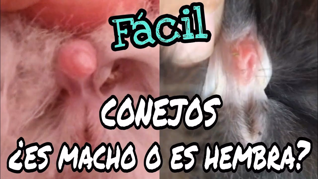 ¿Cómo se sabe que el conejo es macho o hembra?