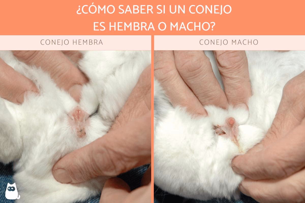 ¿Cómo se sabe que el conejo es macho o hembra?