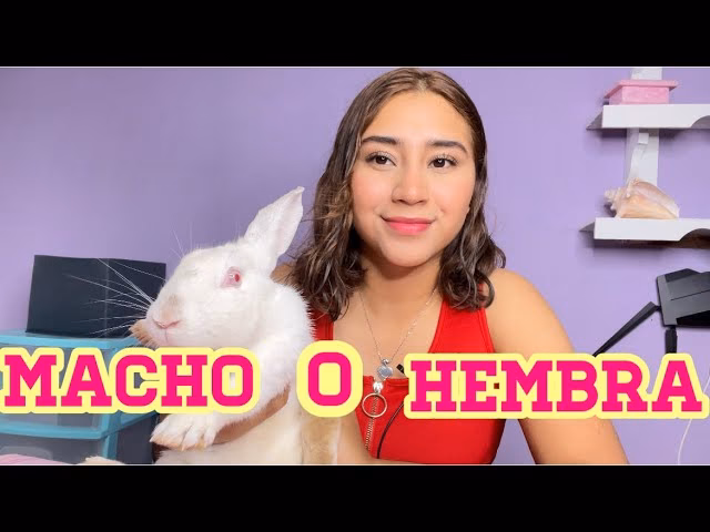 ¿Qué conejo es más cariñoso, hembra o macho?