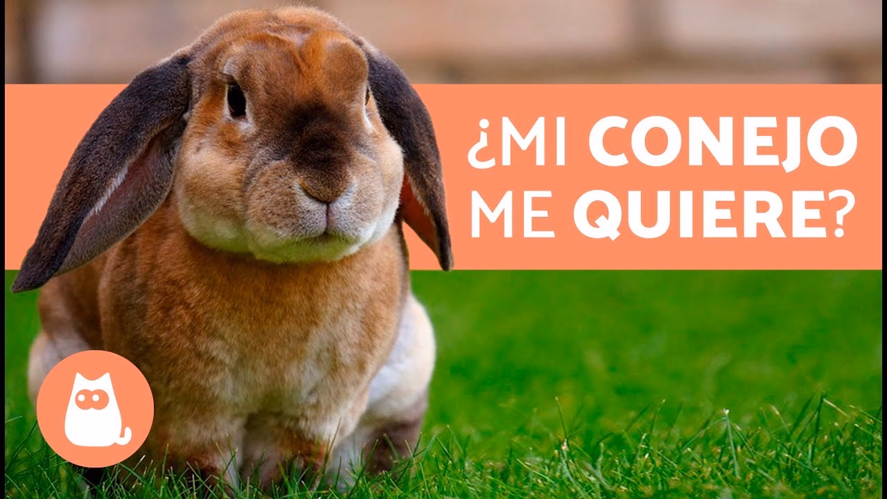 ¿Cómo saber si un conejo es cariñoso?