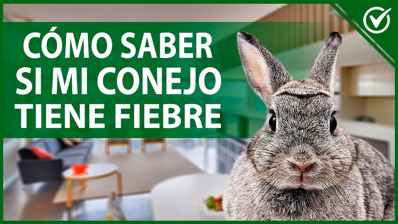 ¿Cómo quitarle la temperatura a un conejo?