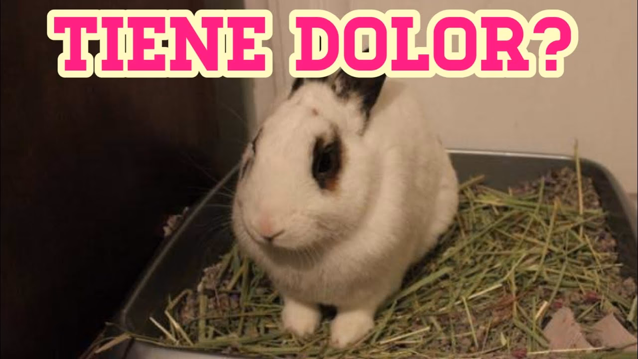 ¿Qué hacen los conejos cuando tienen dolor?