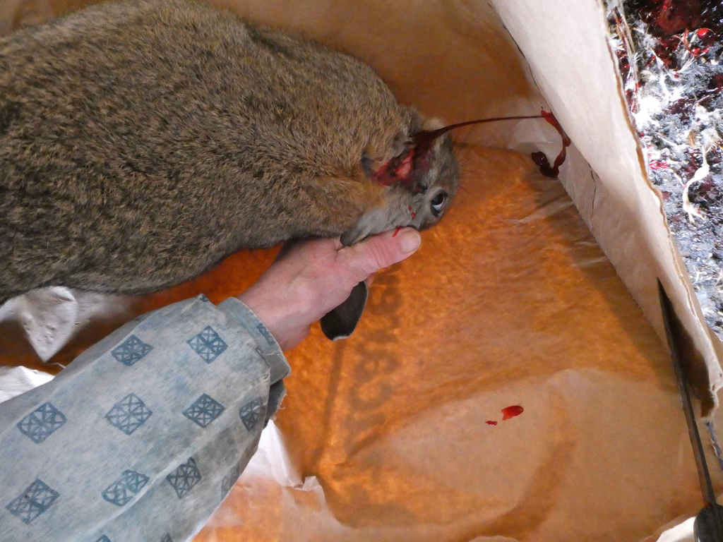 ¿Es legal la carne de conejo en Estados Unidos?