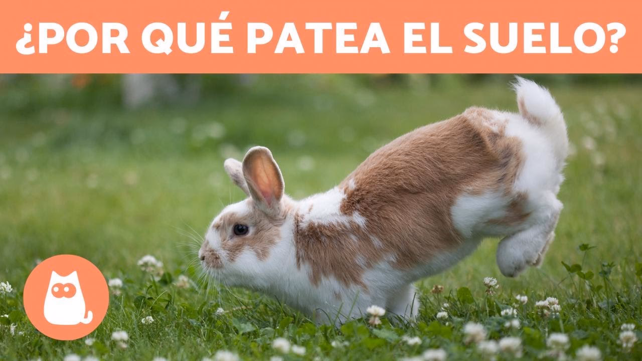 ¿Cuál es el desplazamiento del conejo?
