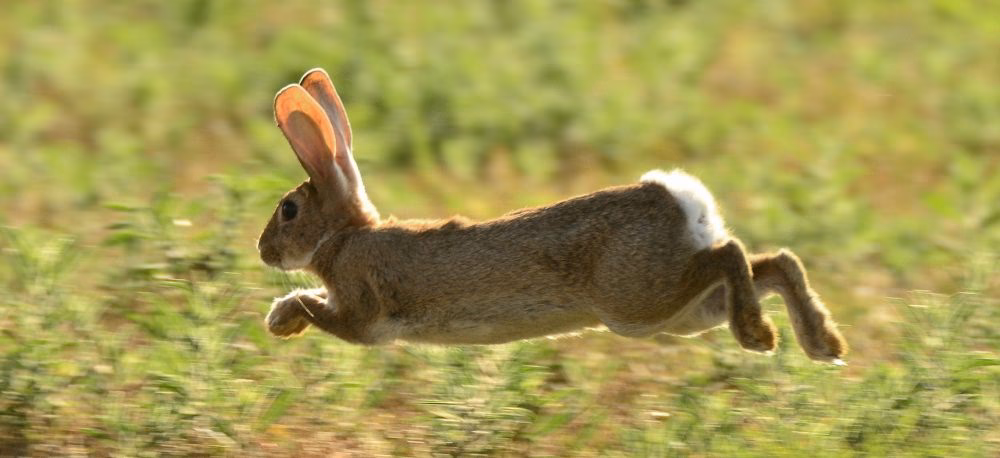 ¿Qué parte del cuerpo usa el conejo para desplazarse?