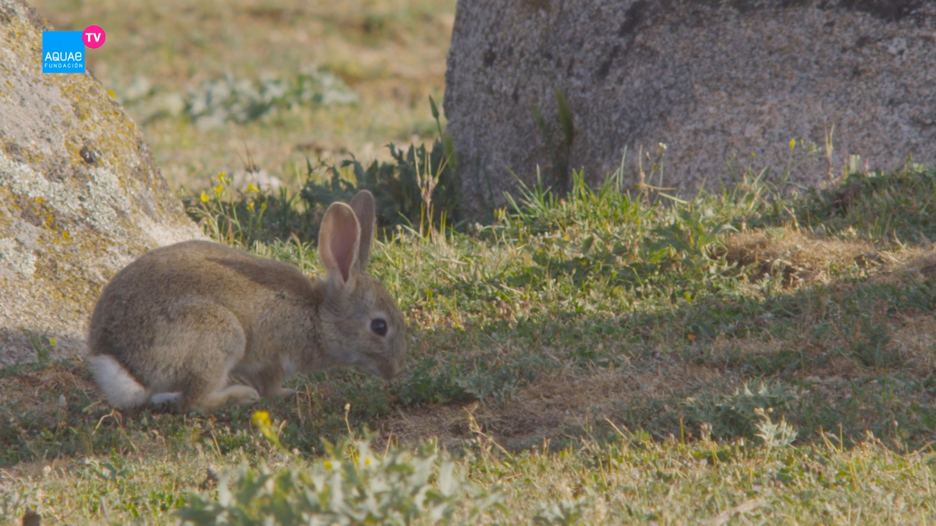 ¿Cuál es el desplazamiento del conejo?
