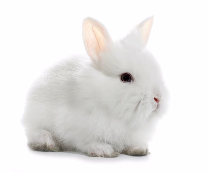 ¿Cómo se le dice al conejo?