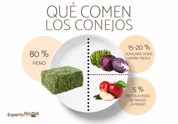 ¿Cómo se llama el concentrado de conejo?