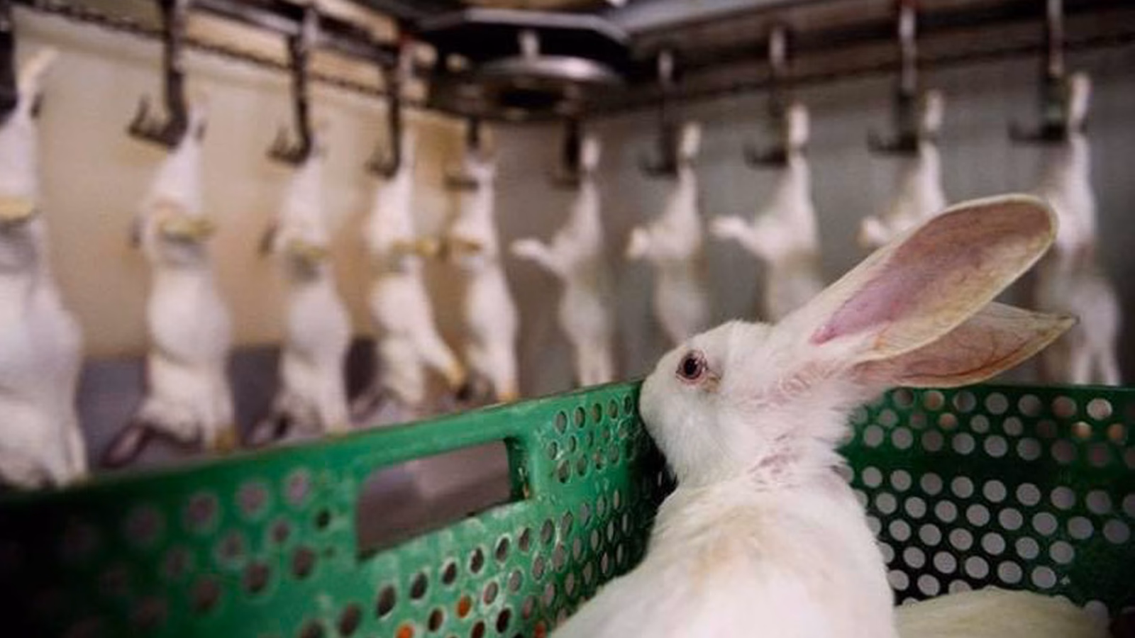 ¿Cómo se le llama a la cría del conejo?