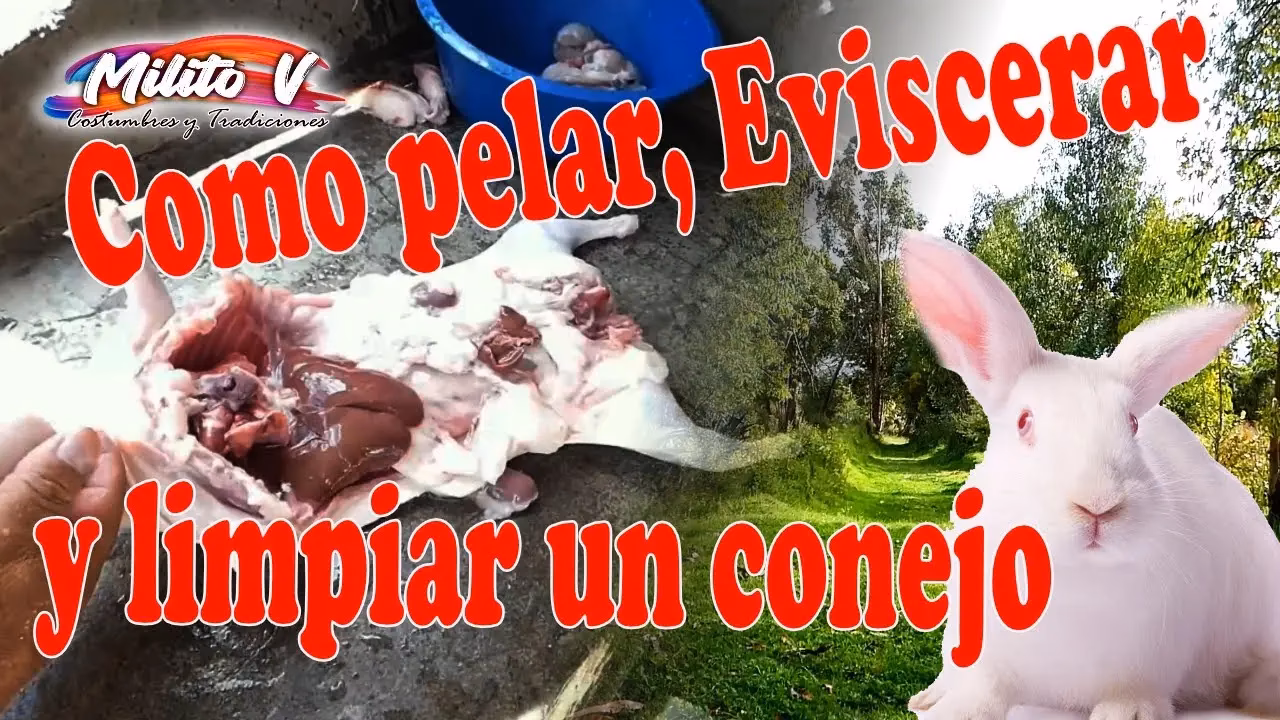 ¿Cómo le quitan el pelo a los conejos?