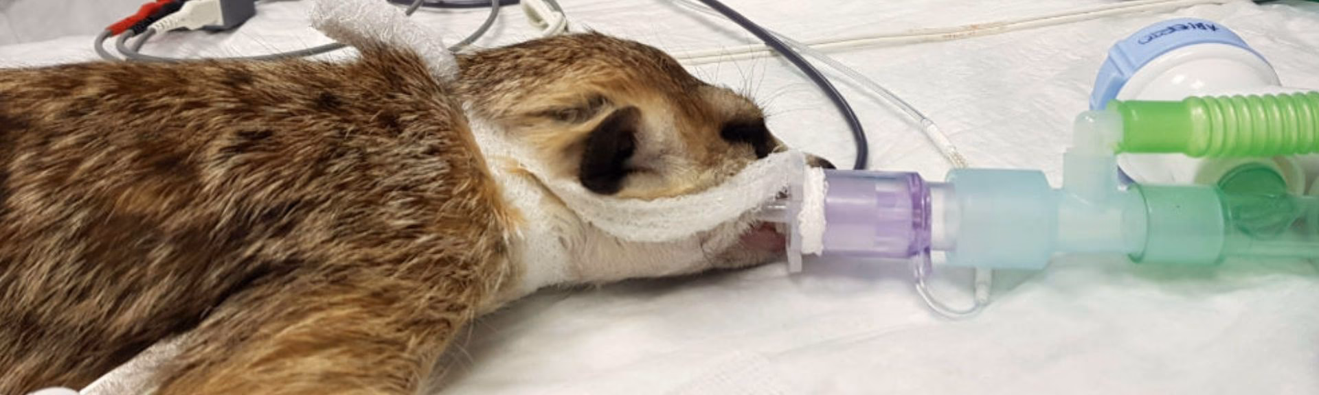 ¿Cómo anestesiar un conejo?