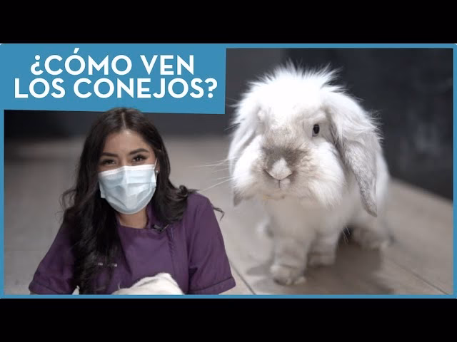 ¿Cómo ven los conejos a los humanos?