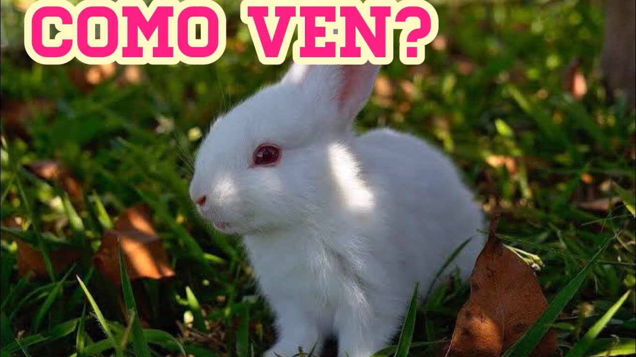 ¿Cómo ven los conejos a los humanos?