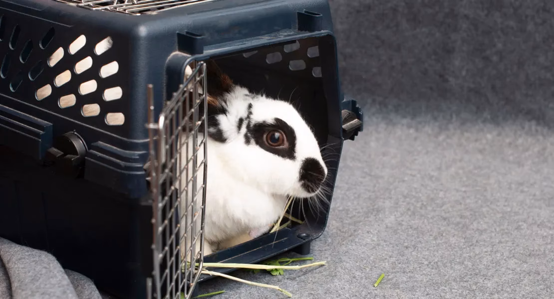 ¿Cuánto tiempo pueden estar los conejos en un coche?