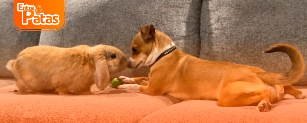 ¿Puedo tener un Conejo si tengo un perro?