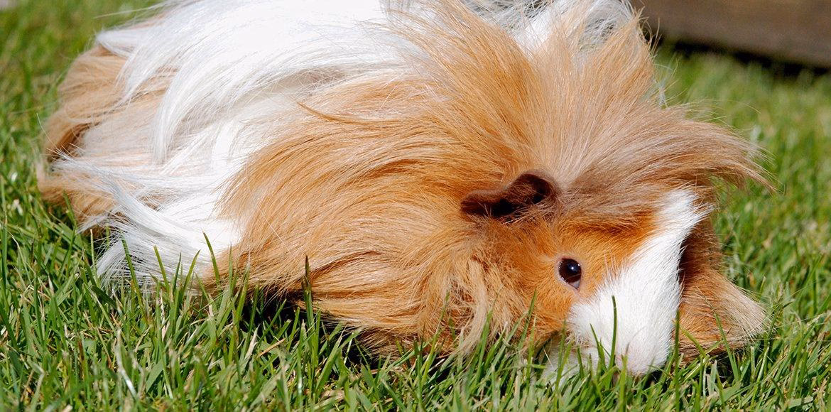 ¿Cuanto cuesta comprar un conejillo de indias?