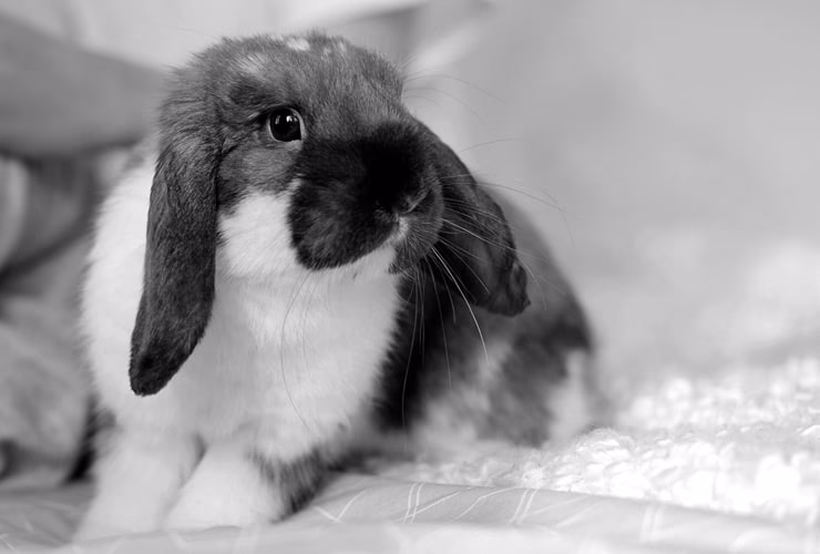 ¿Es el conejo un animal exótico?