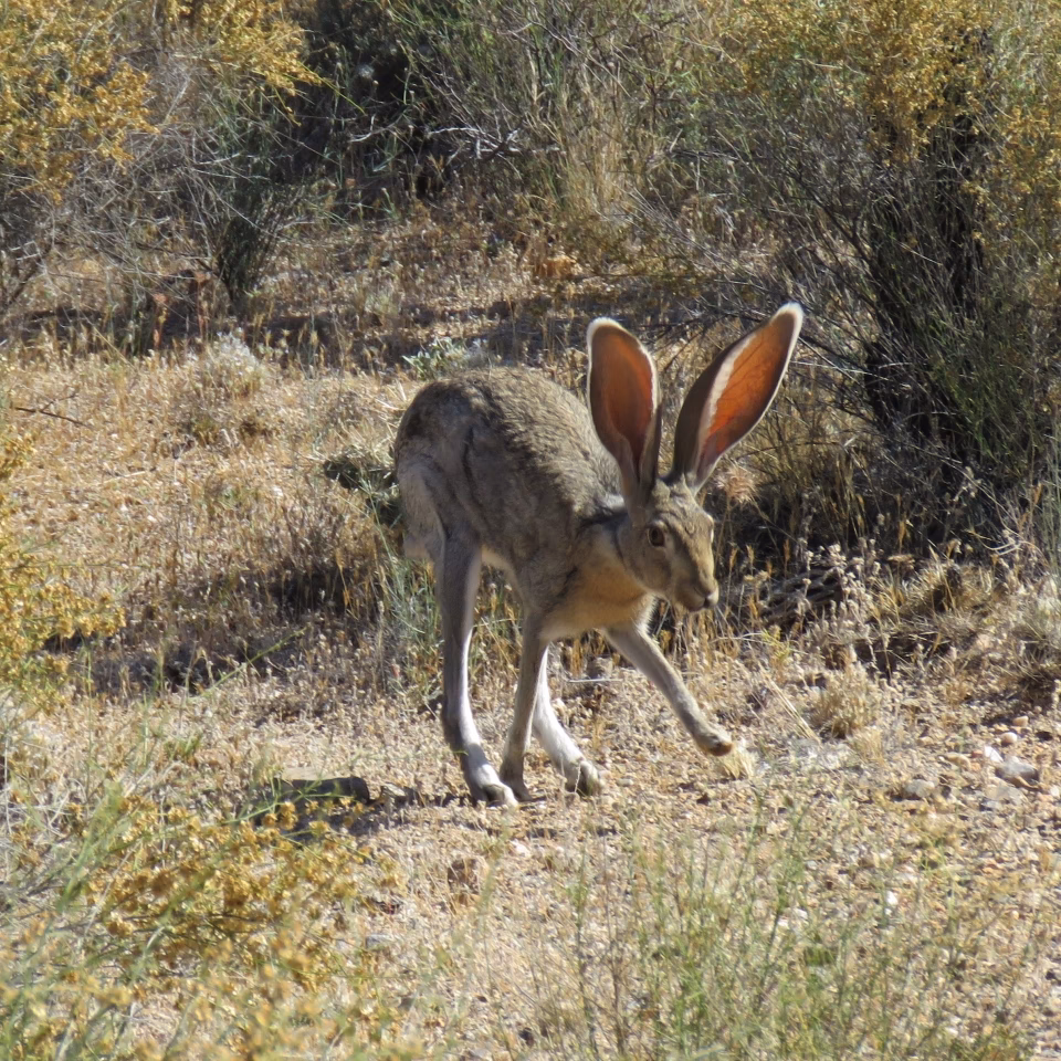 What do Jackalopes symbolize?