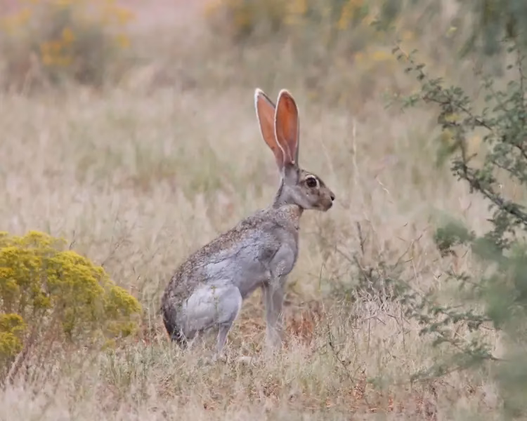 Is the jackalope real?