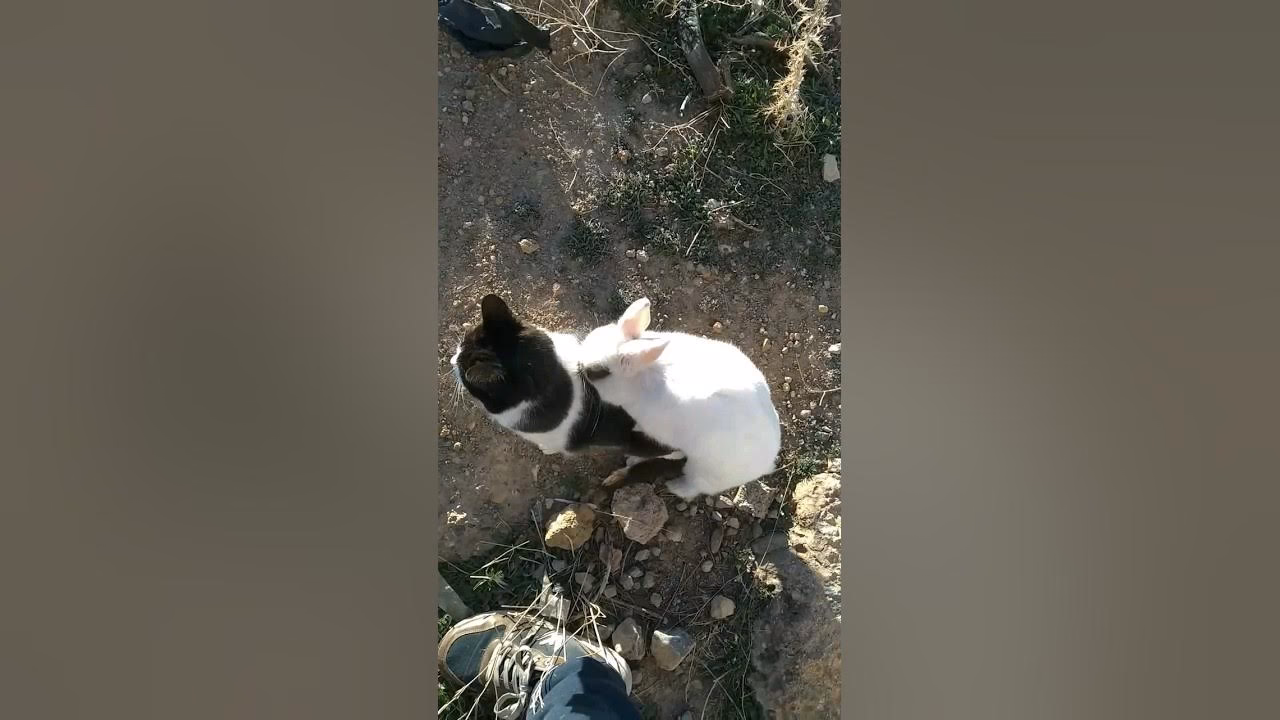 ¿Puede un conejo aparearse con un gato?