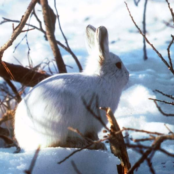 ¿Qué es el conejo ártico?
