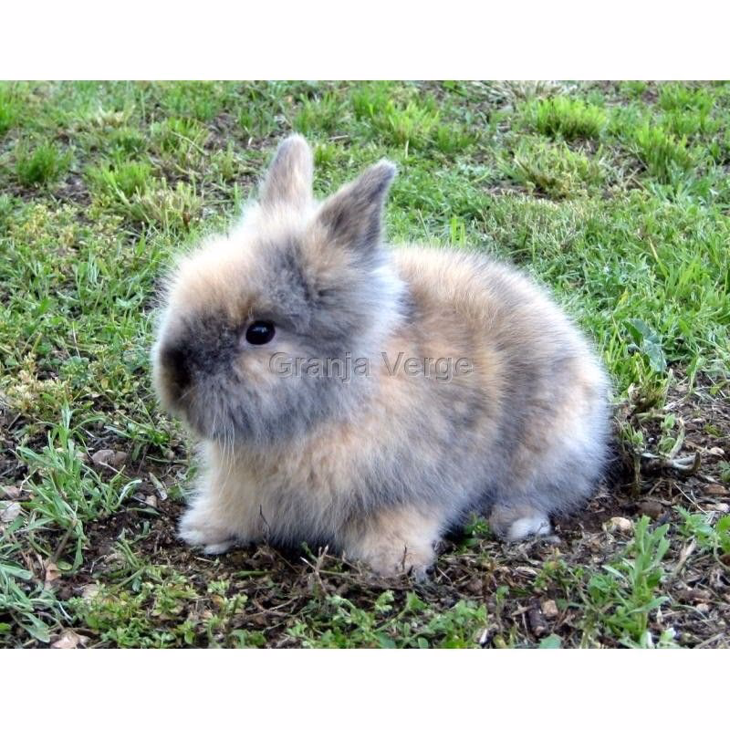 ¿Qué raza es el conejo mariposa?