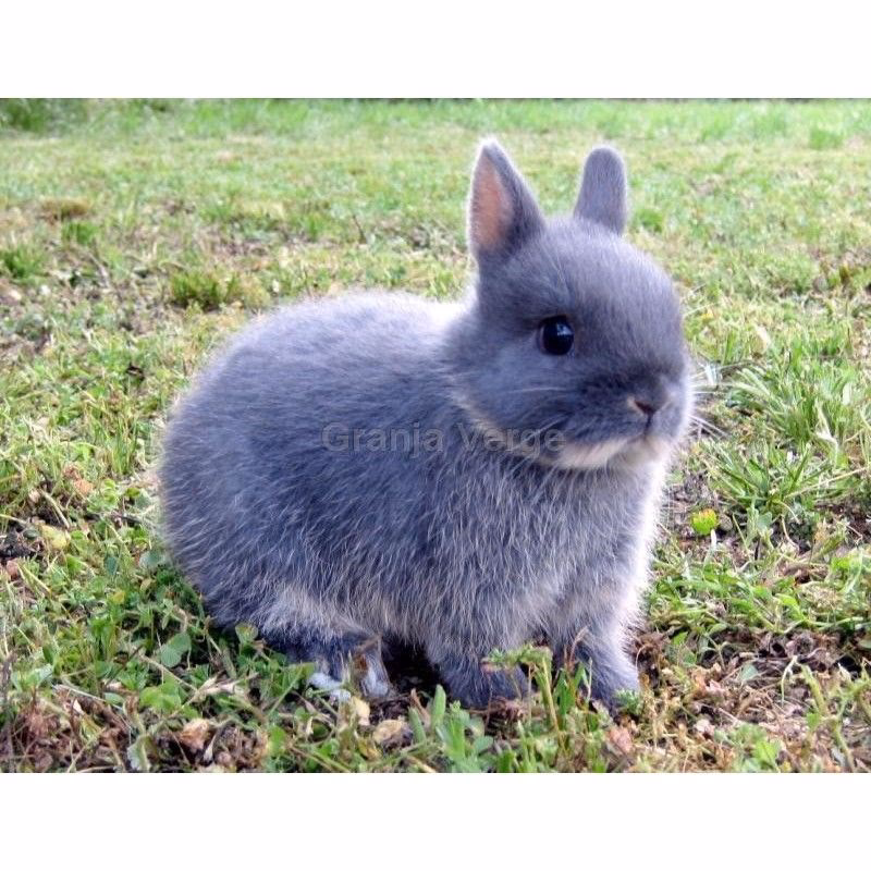 ¿Cómo se llama el conejo azul?