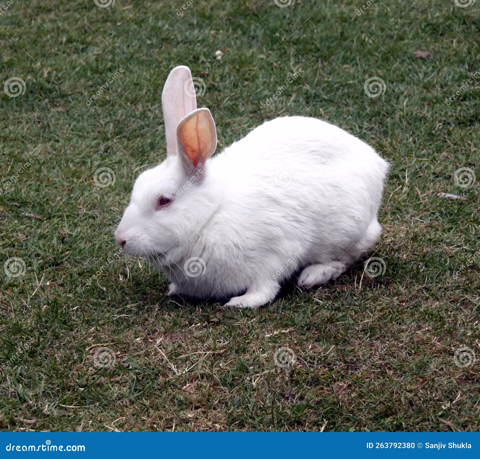 ¿Cuántos años vive un conejo blanco de Florida?