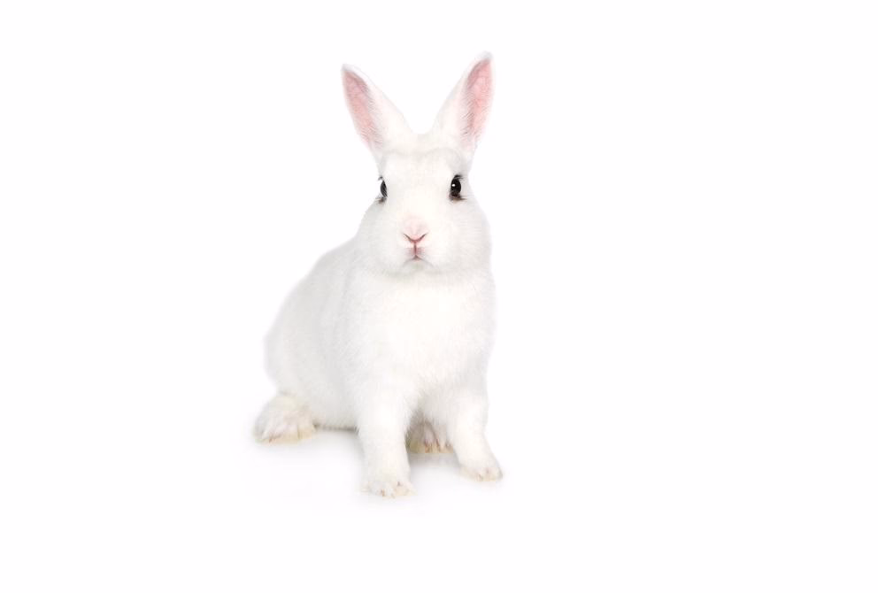 ¿Cuántos años vive un conejo blanco de Florida?