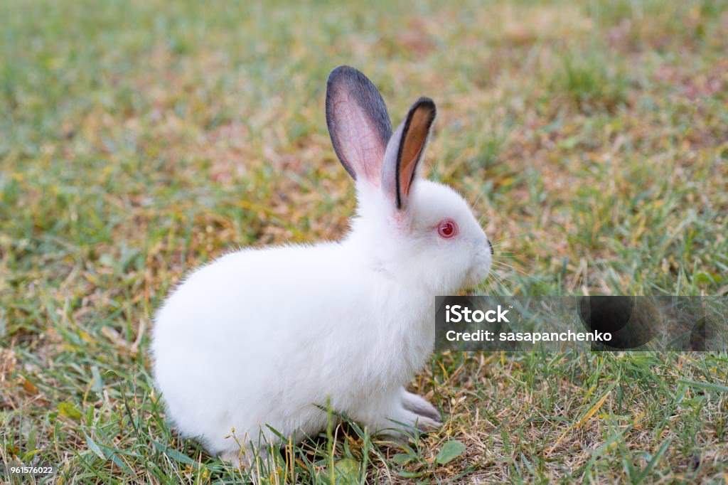 ¿Qué significa cuando ves un conejo blanco con ojos rojos?