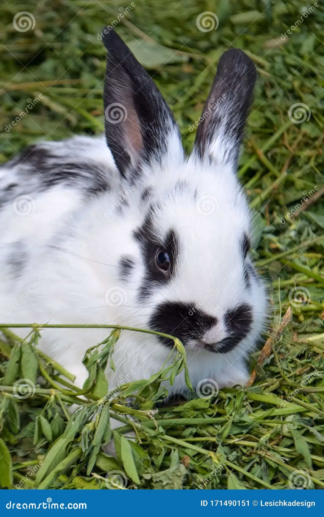 ¿Qué raza es el Conejo Blanco y negro?