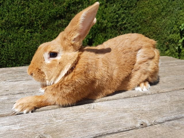 ¿Cuáles son las características del conejo leonado de borgoña?