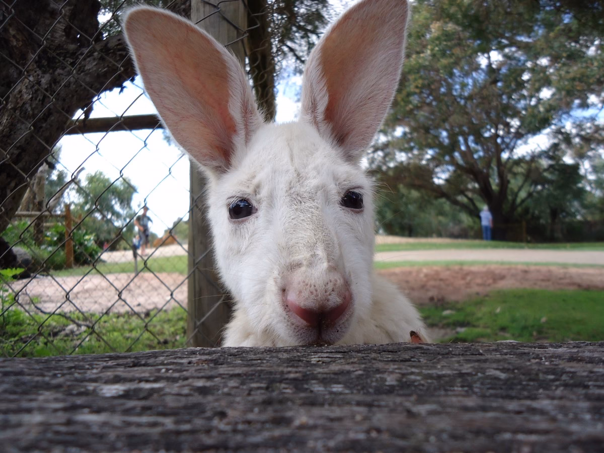 What is the meaning of cara de burro?