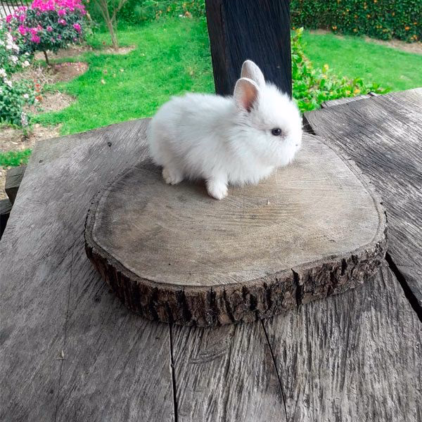 ¿Es un conejo cabeza de león una buena mascota?