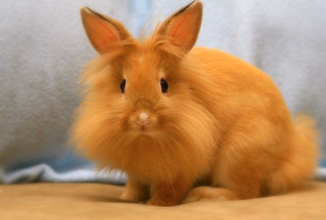 ¿Cómo se reproducen los conejos cabeza de león?