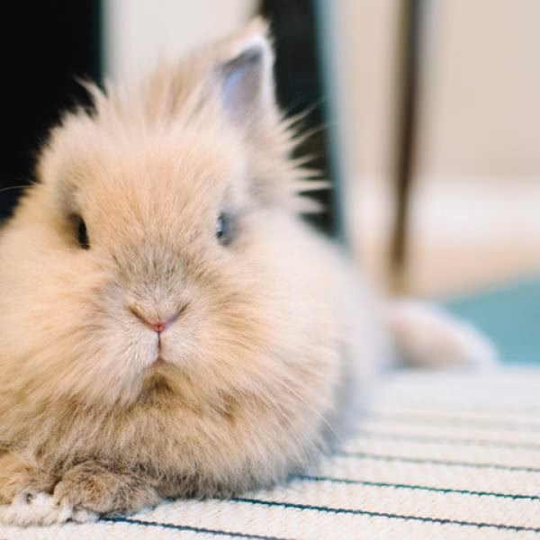 ¿Qué temperatura aguanta un conejo cabeza de león?