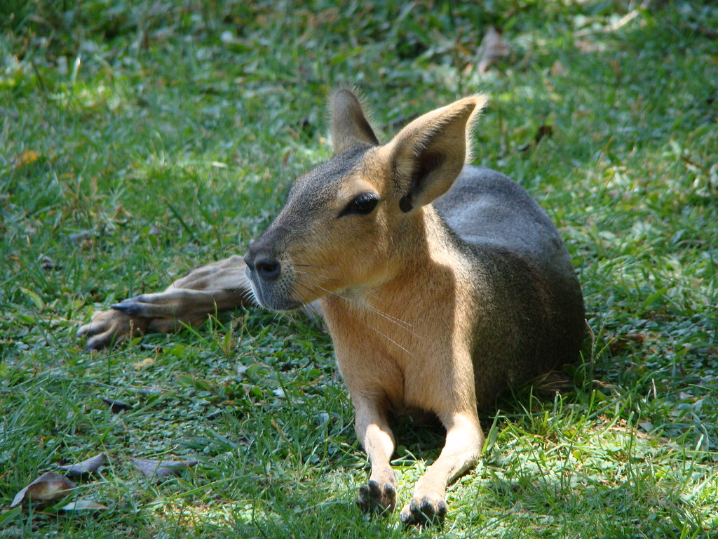 ¿Cómo se llama el animal parecido al canguro?