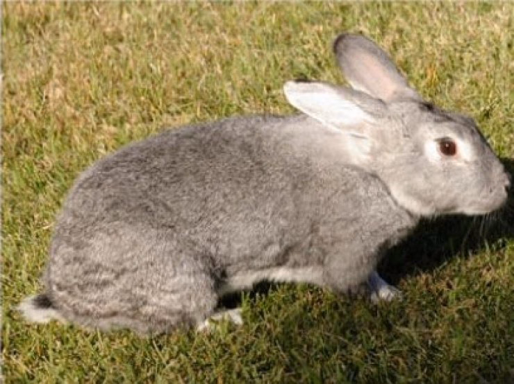¿Cuál es el origen del conejo chinchilla?