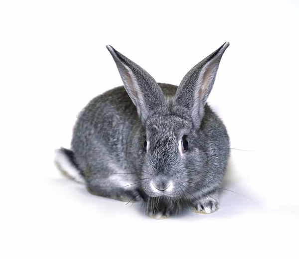 ¿Para qué se utilizan los conejos chinchilla?