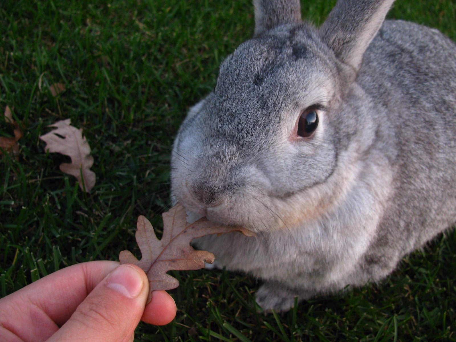 ¿Los conejos chinchilla son buenos para la carne?