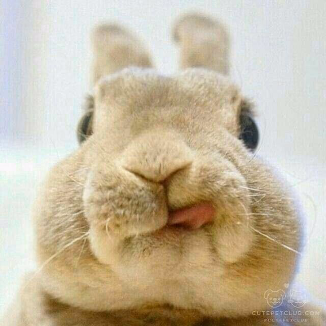 ¿Quién era el conejito gracioso?