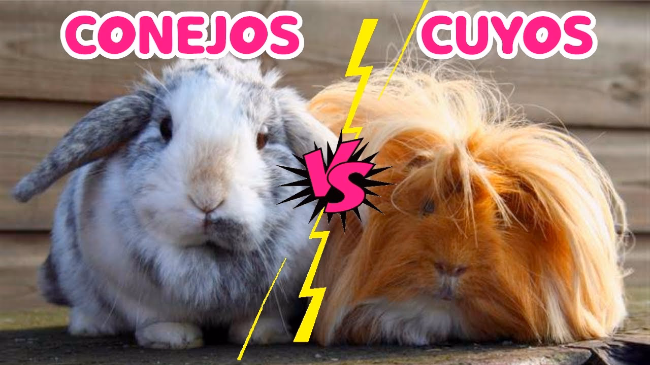 ¿Qué comen los conejos cobayos?