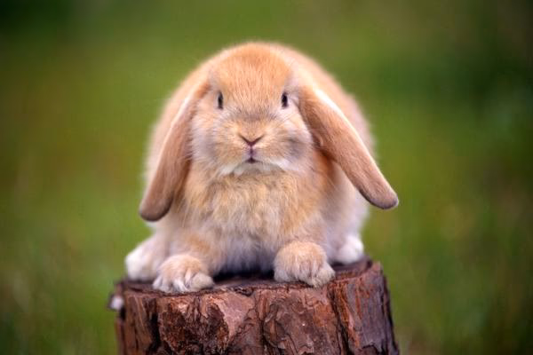 ¿Qué es un conejo tricolor?